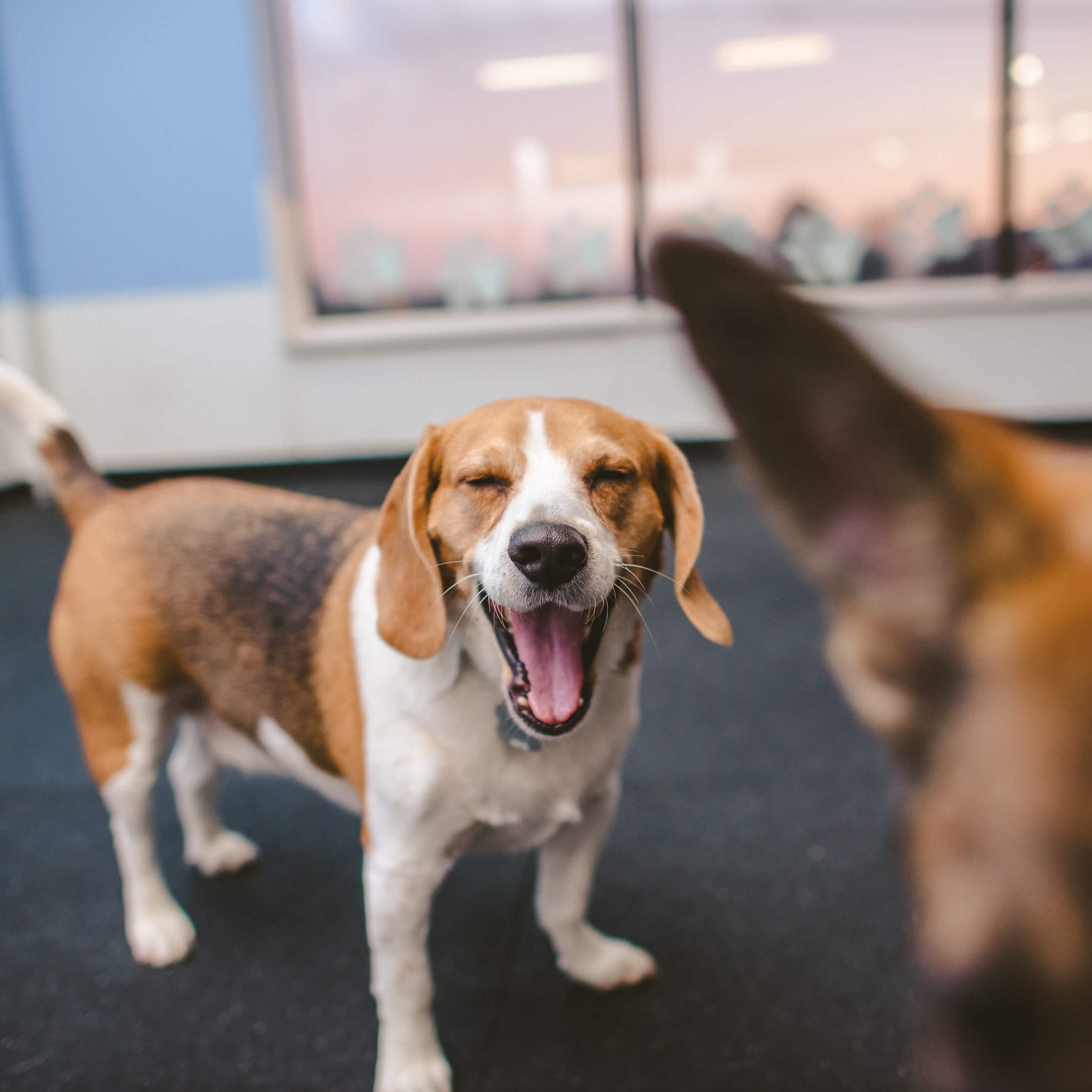 Dog & Doggy Daycare Services in St. Louis & St. Charles